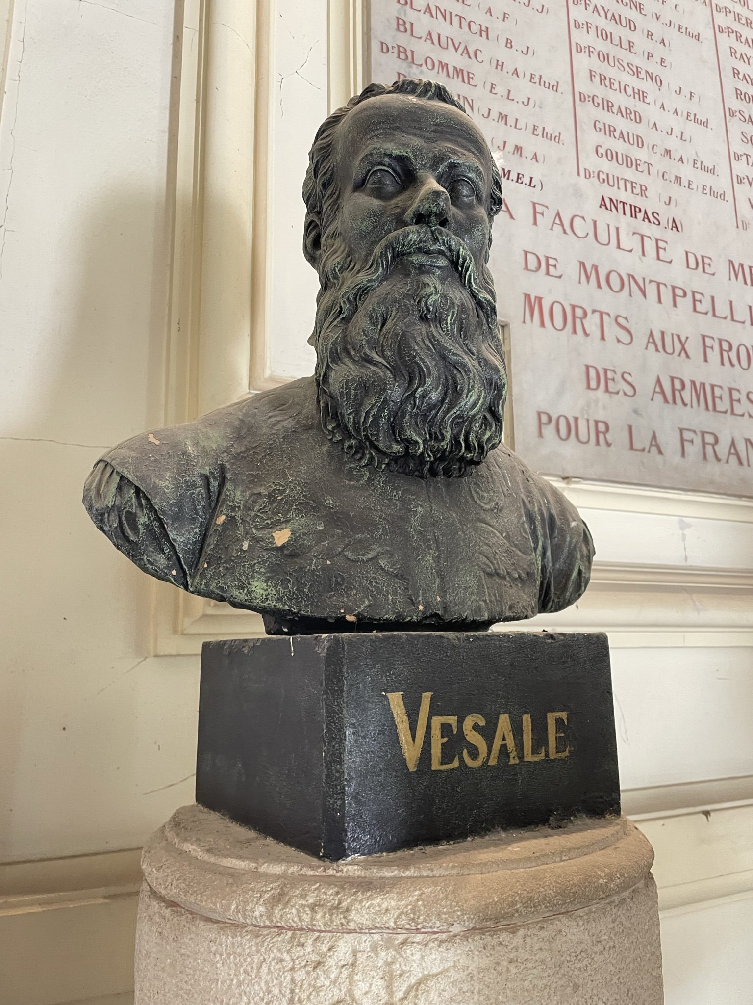 Vesalius%20bust%2C%20Montpellier%20%28by%20Andrea%20Angelucci%29.JPEG